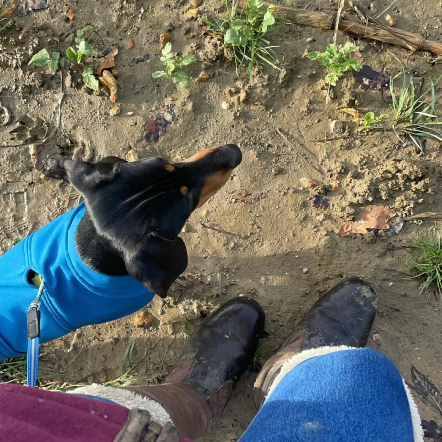 Dachshund Waterproof Coat - Image 10