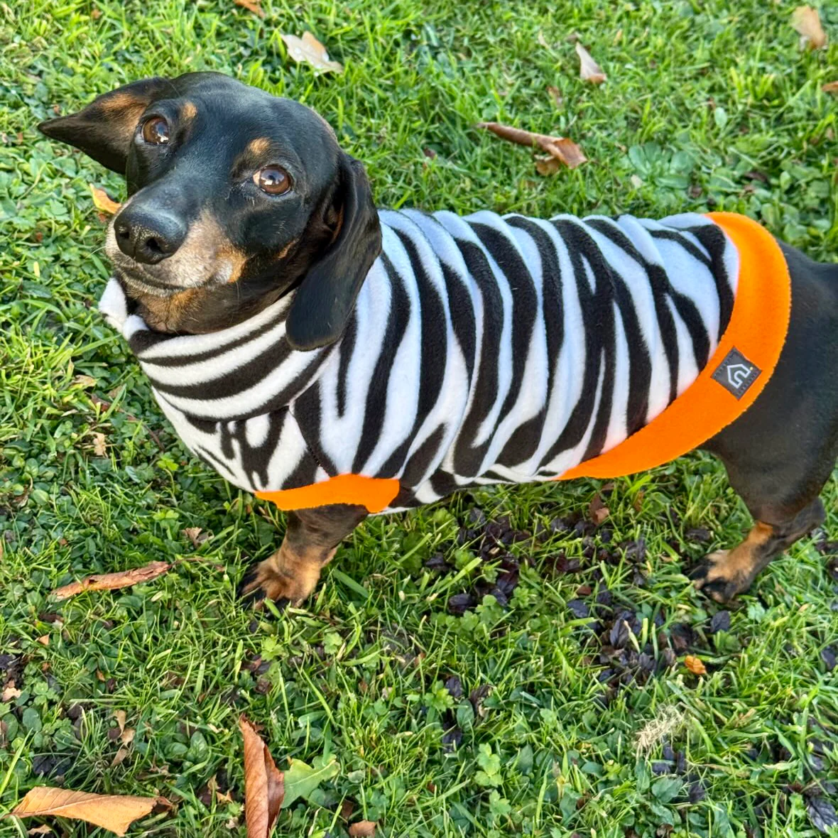 Dachshund Wild Animal Print Fleece Jumper - Image 16