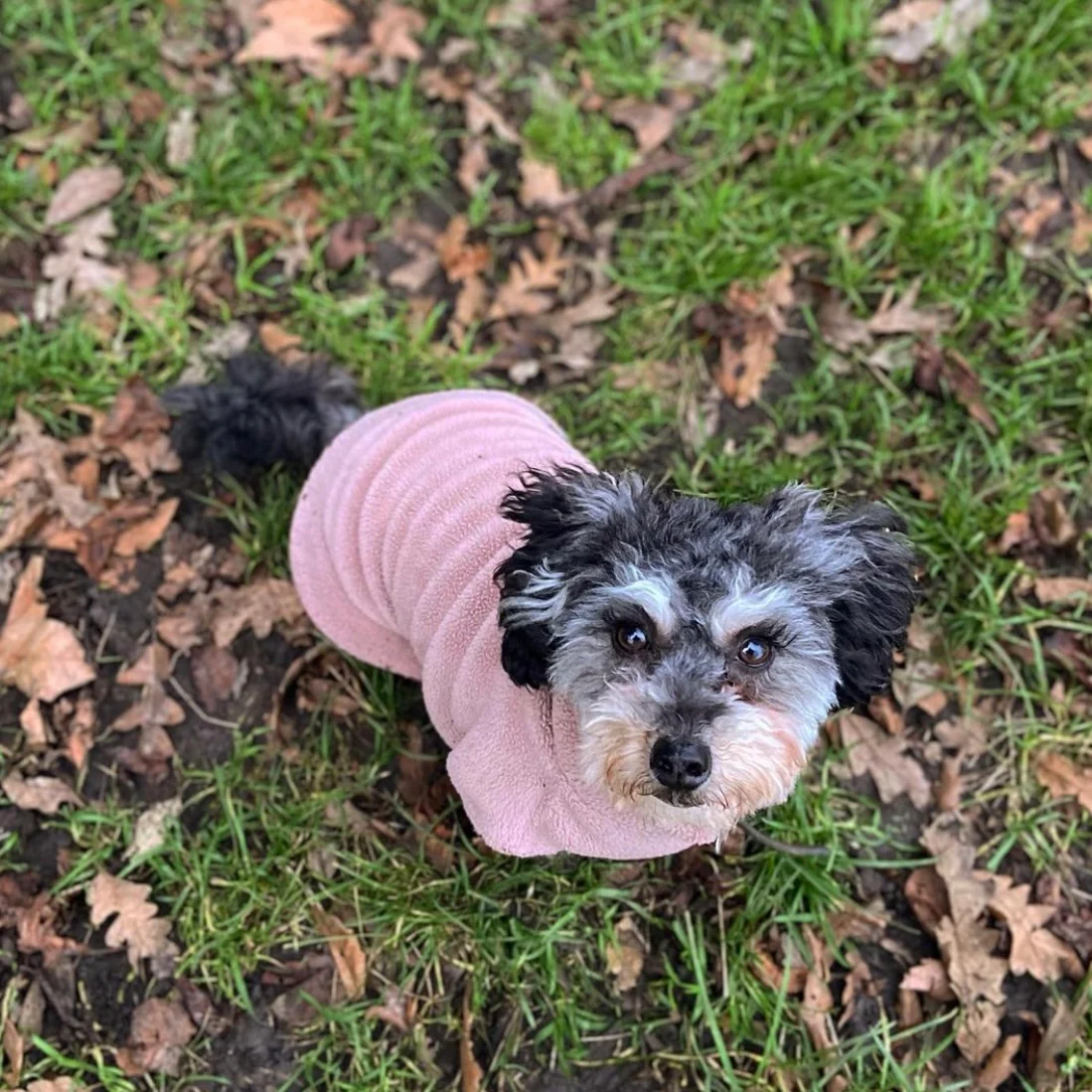 Small Breed Dog Fleece Jumper - Image 6